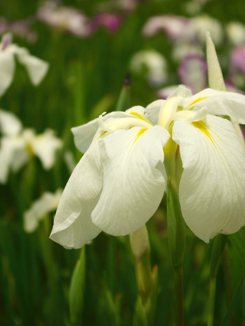 f:id:promenade39:20150613204700j:image f:id:promenade39:20150613204700j:image
