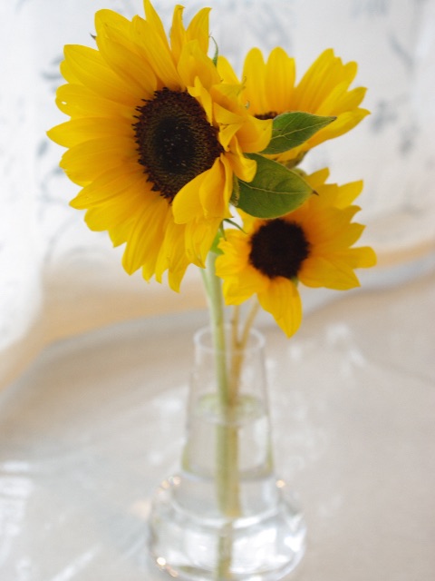 f:id:promenade39:20150702085407j:image f:id:promenade39:20150702085407j:image