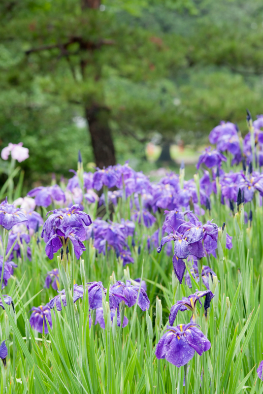 f:id:prrkotn:20140622201254j:plain f:id:prrkotn:20140622201254j:plain