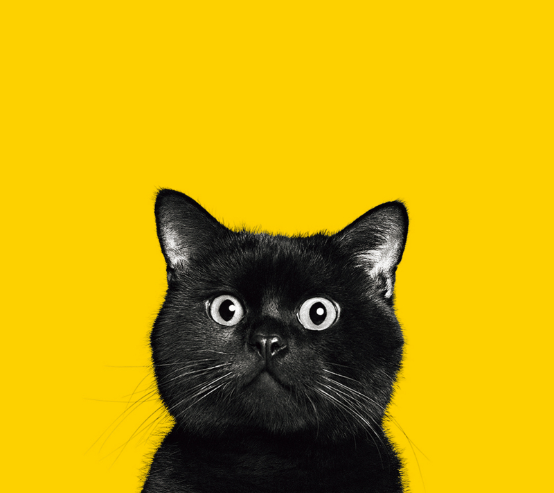 f:id:psne:20150417052337j:plain