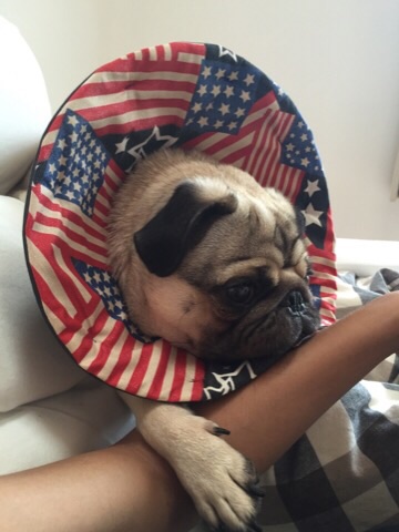 f:id:pughug:20150903142545j:plain f:id:pughug:20150903142545j:plain