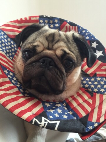 f:id:pughug:20150903142856j:plain f:id:pughug:20150903142856j:plain