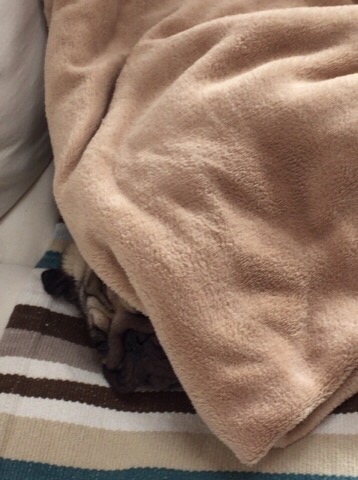 f:id:pughug:20151127133816j:plain f:id:pughug:20151127133816j:plain