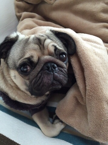 f:id:pughug:20151127134318j:plain f:id:pughug:20151127134318j:plain