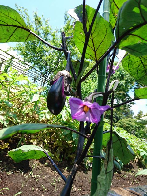 f:id:pukapuka-pan:20160608180911j:plain f:id:pukapuka-pan:20160608180911j:plain