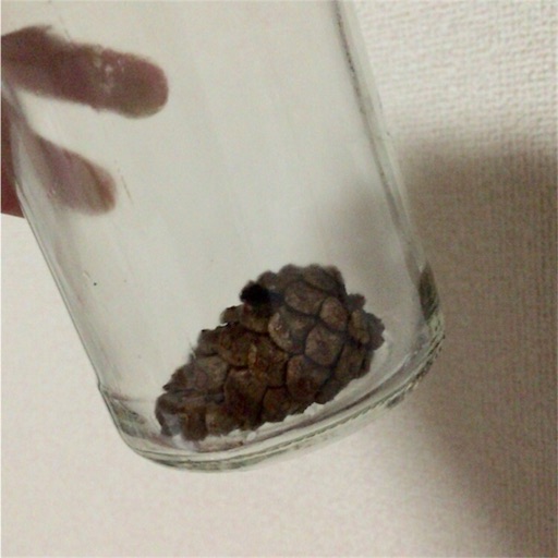 f:id:pukapukapu:20160229214134j:image:w350 f:id:pukapukapu:20160229214134j:image:w350
