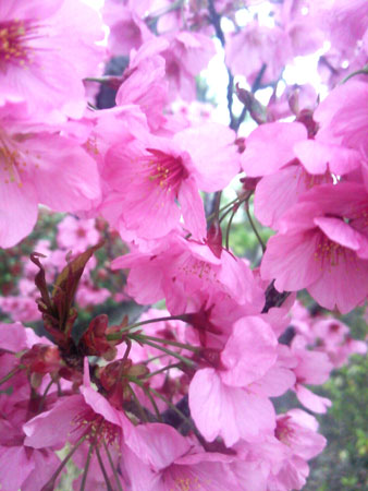 f:id:pululux:20150401224131j:plain f:id:pululux:20150401224131j:plain