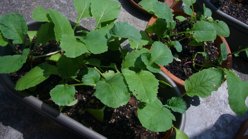 f:id:punch-zaru:20100605124801j:image:w300 f:id:punch-zaru:20100605124801j:image:w300