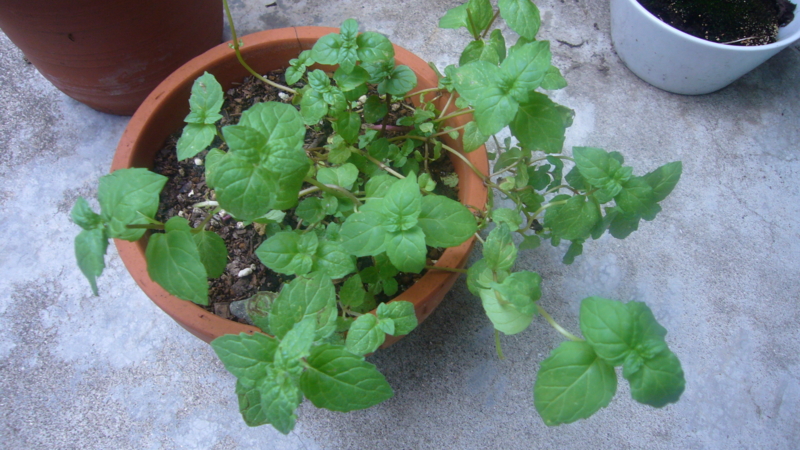 f:id:punch-zaru:20101003155615j:image:w400 f:id:punch-zaru:20101003155615j:image:w400