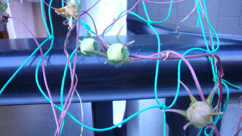 f:id:punch-zaru:20101106151014j:image:w300 f:id:punch-zaru:20101106151014j:image:w300