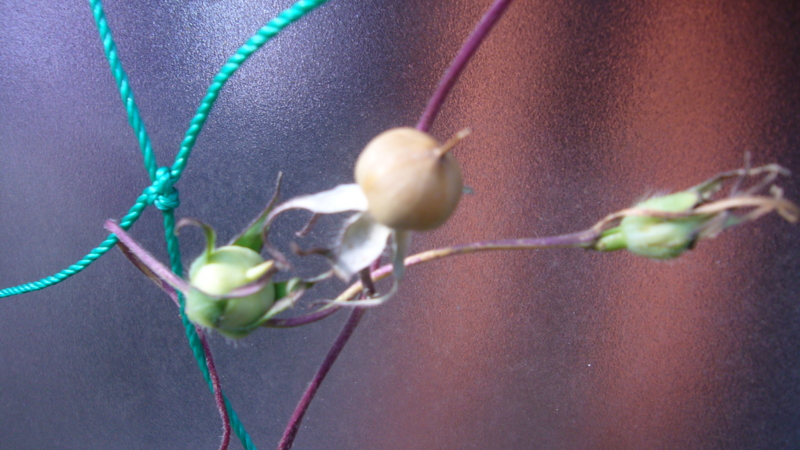 f:id:punch-zaru:20101107130807j:image:w300 f:id:punch-zaru:20101107130807j:image:w300