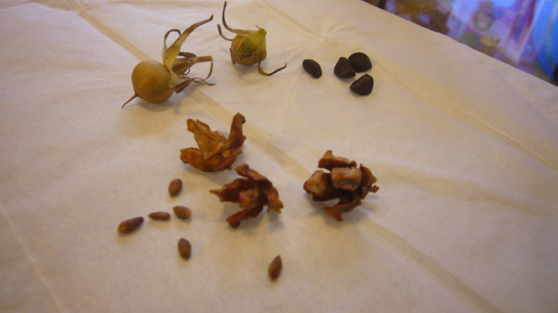f:id:punch-zaru:20101107144805j:image:w300 f:id:punch-zaru:20101107144805j:image:w300