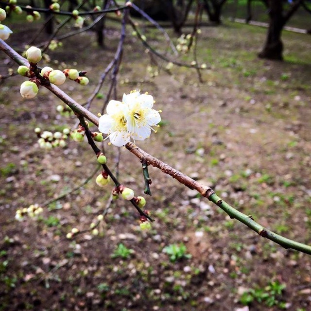 f:id:pur27:20150226221545j:plain f:id:pur27:20150226221545j:plain