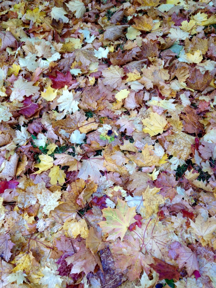 f:id:pyopyopyon:20141121052818j:plain f:id:pyopyopyon:20141121052818j:plain