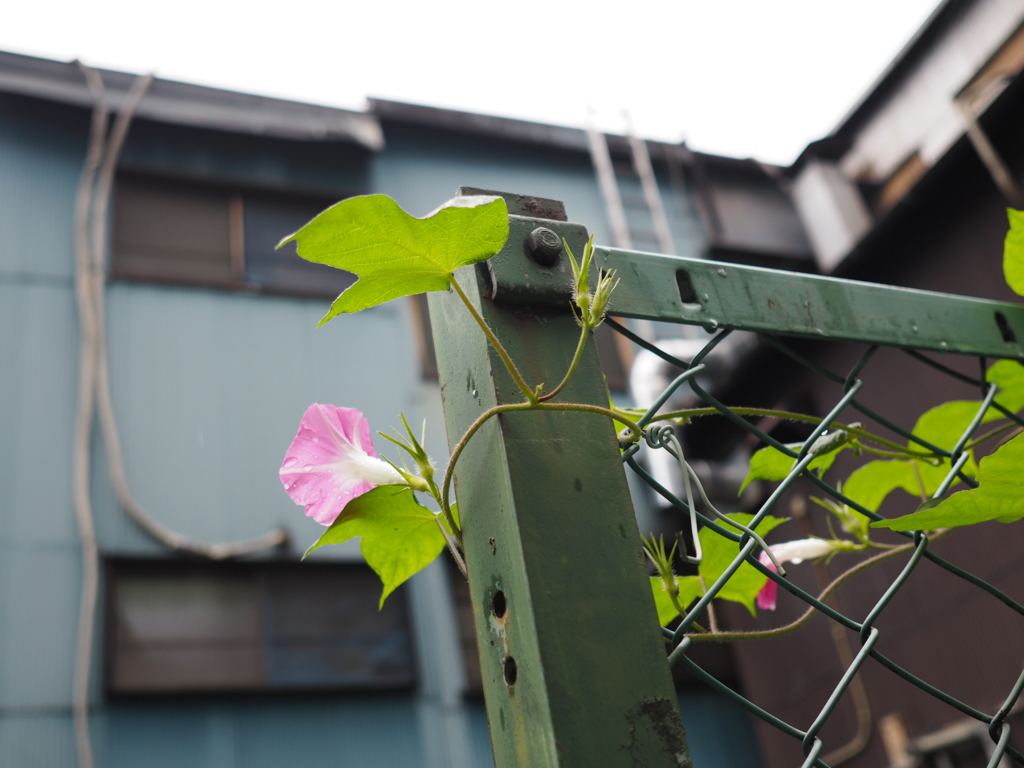 f:id:qtamaki:20150918120302j:plain f:id:qtamaki:20150918120302j:plain