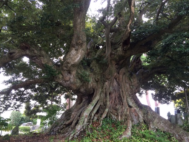 f:id:queyfuku:20140817205053j:plain f:id:queyfuku:20140817205053j:plain