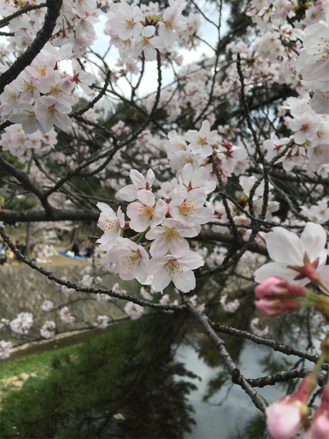 f:id:qwertyuiopa:20160405000713j:image f:id:qwertyuiopa:20160405000713j:image