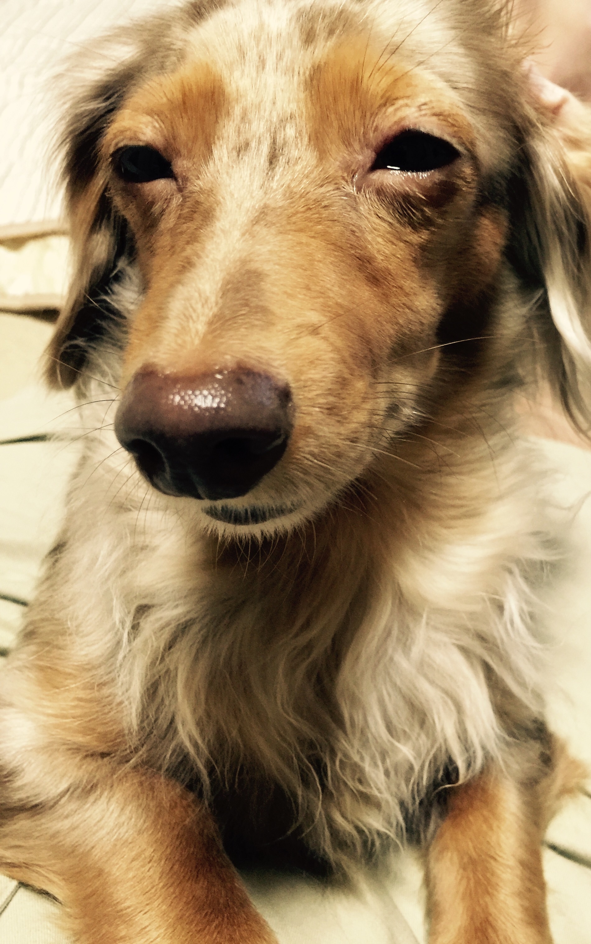 f:id:raiannka:20151214181300j:plain f:id:raiannka:20151214181300j:plain