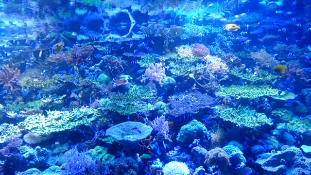 f:id:raichishark:20160708233000j:image f:id:raichishark:20160708233000j:image