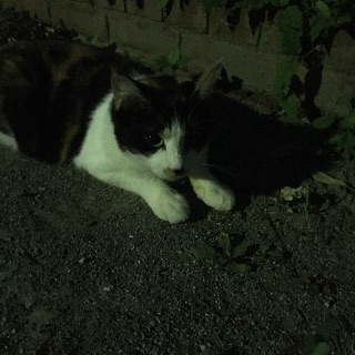 f:id:rain-cascade:20150727080058j:image f:id:rain-cascade:20150727080058j:image