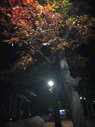 f:id:rain-cascade:20151112072301j:image f:id:rain-cascade:20151112072301j:image