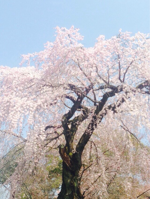 f:id:rainbow0122:20150331214731j:plain f:id:rainbow0122:20150331214731j:plain