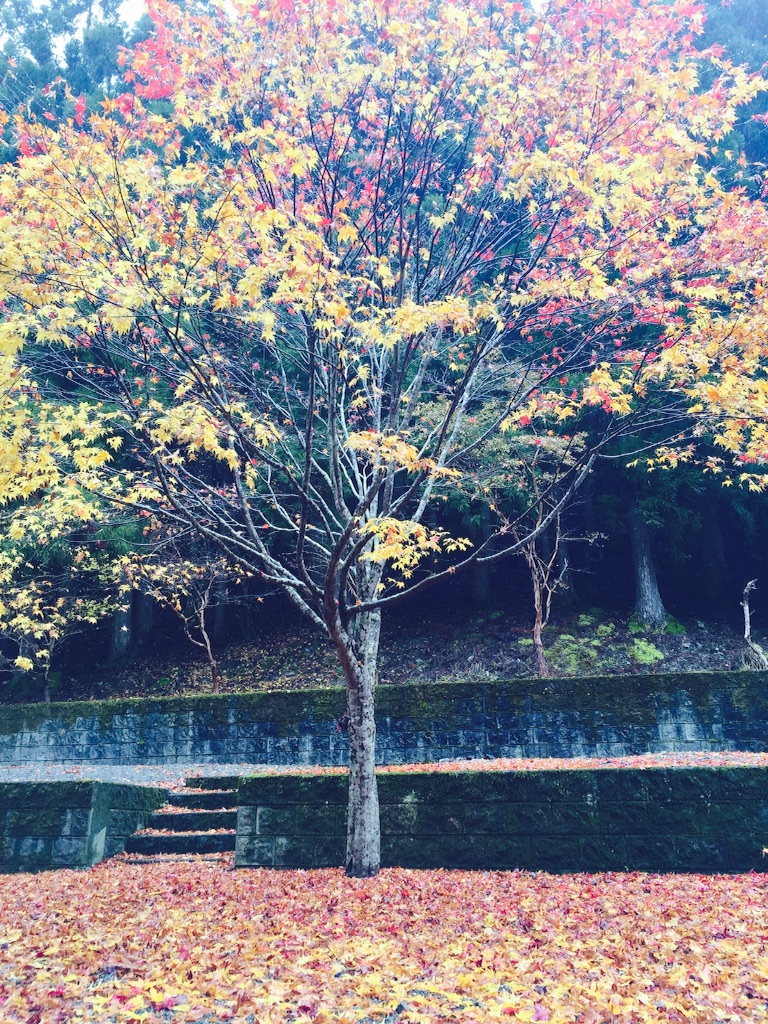 f:id:rainbow0122:20151130191257j:image f:id:rainbow0122:20151130191257j:image