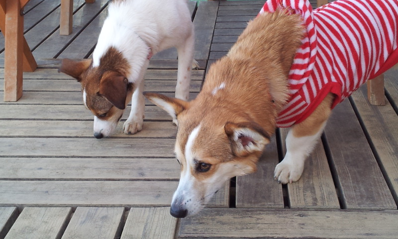 f:id:rainha-rie10:20120408154804j:image:w360 f:id:rainha-rie10:20120408154804j:image:w360