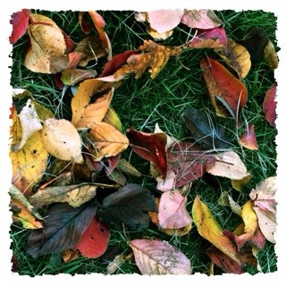 f:id:rainy63garden:20131105200712j:plain f:id:rainy63garden:20131105200712j:plain