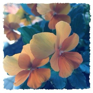 f:id:rainy63garden:20131130144428j:plain f:id:rainy63garden:20131130144428j:plain