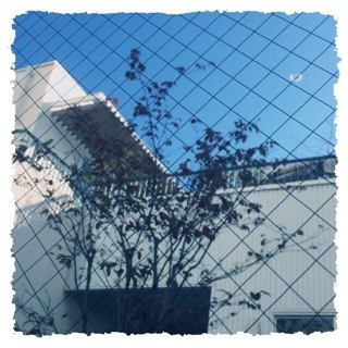 f:id:rainy63garden:20140203095324j:plain f:id:rainy63garden:20140203095324j:plain