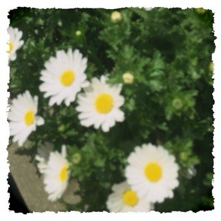 f:id:rainy63garden:20140226210021j:plain f:id:rainy63garden:20140226210021j:plain