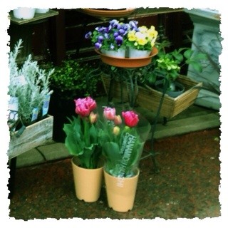 f:id:rainy63garden:20140227202152j:plain f:id:rainy63garden:20140227202152j:plain