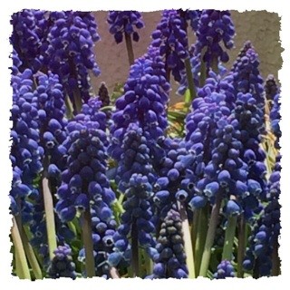 f:id:rainy63garden:20140328101557j:plain f:id:rainy63garden:20140328101557j:plain