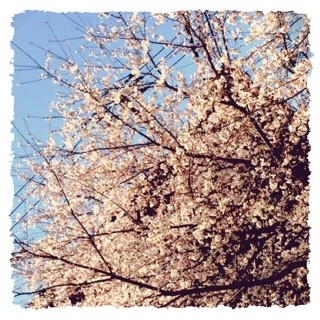 f:id:rainy63garden:20140331164450j:plain f:id:rainy63garden:20140331164450j:plain