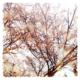 f:id:rainy63garden:20140401170633j:plain f:id:rainy63garden:20140401170633j:plain