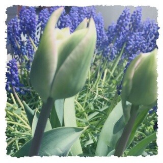 f:id:rainy63garden:20140401170645j:plain f:id:rainy63garden:20140401170645j:plain