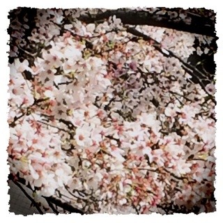 f:id:rainy63garden:20140404133145j:plain f:id:rainy63garden:20140404133145j:plain