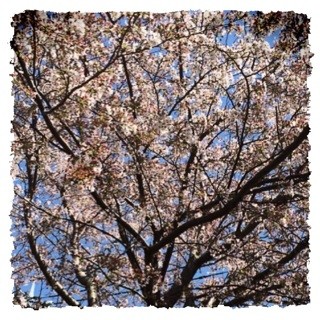 f:id:rainy63garden:20140407155611j:plain f:id:rainy63garden:20140407155611j:plain