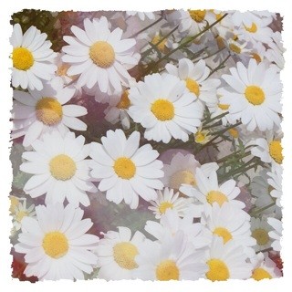 f:id:rainy63garden:20140504180157j:plain f:id:rainy63garden:20140504180157j:plain