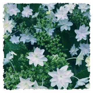f:id:rainy63garden:20140605165318j:plain f:id:rainy63garden:20140605165318j:plain