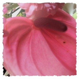 f:id:rainy63garden:20140608164810j:plain f:id:rainy63garden:20140608164810j:plain