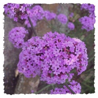 f:id:rainy63garden:20140608164835j:plain f:id:rainy63garden:20140608164835j:plain