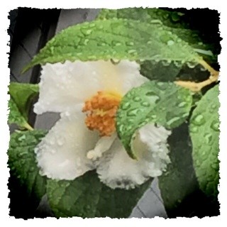 f:id:rainy63garden:20140612151431j:plain f:id:rainy63garden:20140612151431j:plain