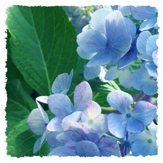 f:id:rainy63garden:20140614112217j:plain f:id:rainy63garden:20140614112217j:plain
