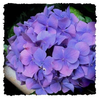 f:id:rainy63garden:20140628200104j:plain f:id:rainy63garden:20140628200104j:plain