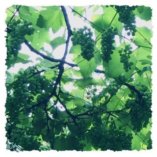 f:id:rainy63garden:20140628200119j:plain f:id:rainy63garden:20140628200119j:plain