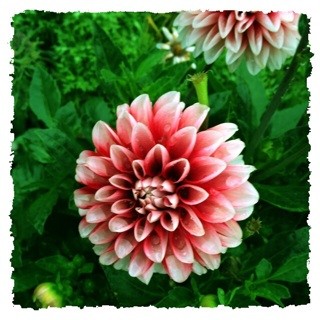 f:id:rainy63garden:20140705163038j:plain f:id:rainy63garden:20140705163038j:plain