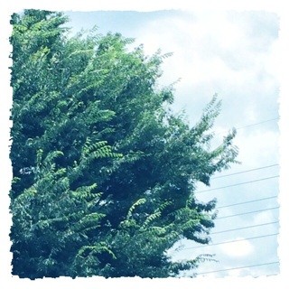 f:id:rainy63garden:20140728125315j:plain f:id:rainy63garden:20140728125315j:plain