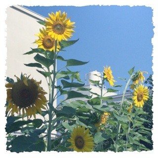 f:id:rainy63garden:20140729152728j:plain f:id:rainy63garden:20140729152728j:plain